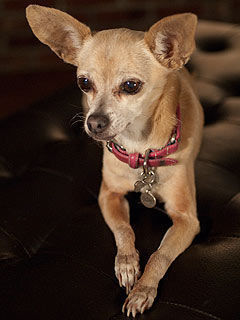 Gidget Taco Bell dog